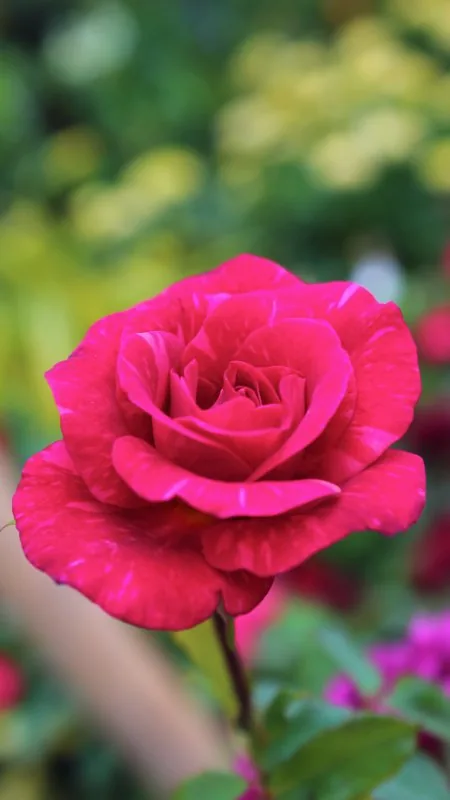 Pink Flower HD Wallpaper