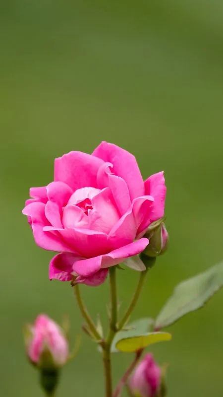 Pink Flower Wallpaper