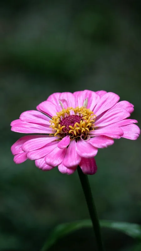 Flowers Pink Wallpaper