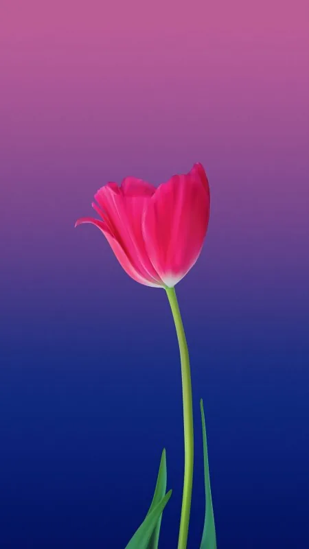 Flower Pink Art Tulip Gradient Wallpaper