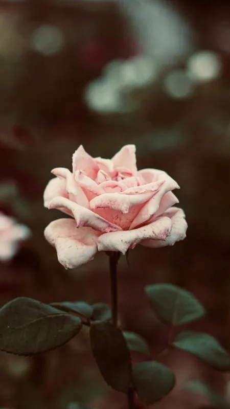 Flowers Pink Rose Wallpaper
