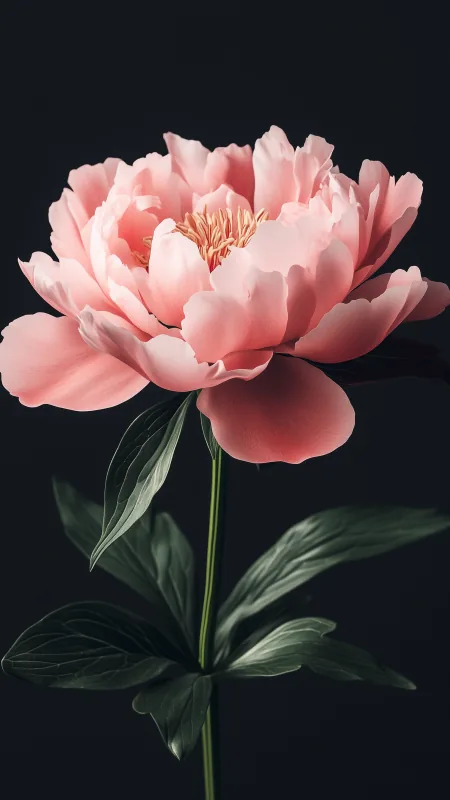 Flowers Pink Rose Wallpaper