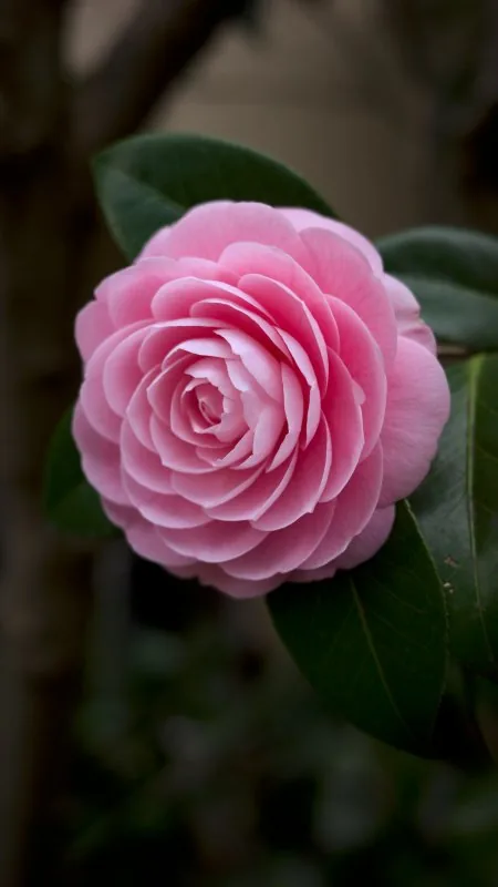 Pink Rose Flowers Wallpaper