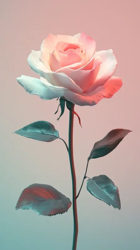 Pink Rose HD Flowers Wallpaper