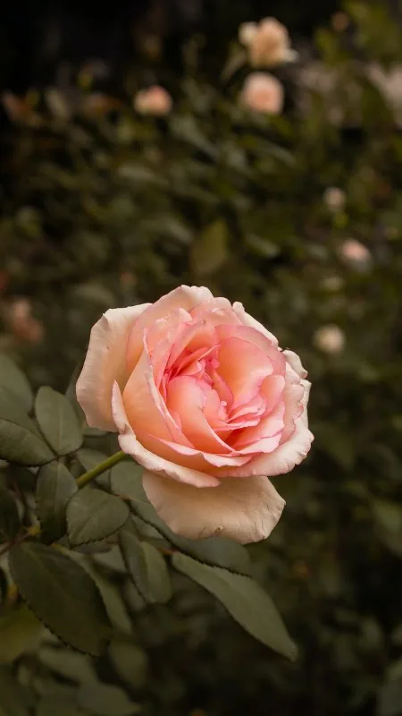 Pink Rose Garden Bokeh Flowers Wallpaper