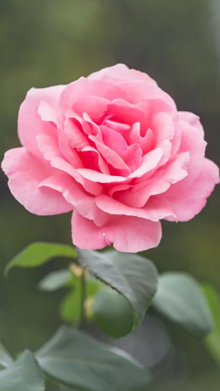 Pink Rose Flowers Wallpaper