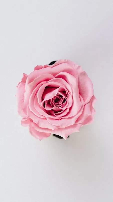 Pink Flower HD Wallpaper
