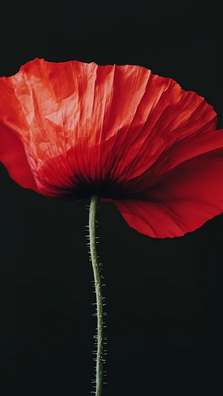 Flowers Poppy Wallpaper