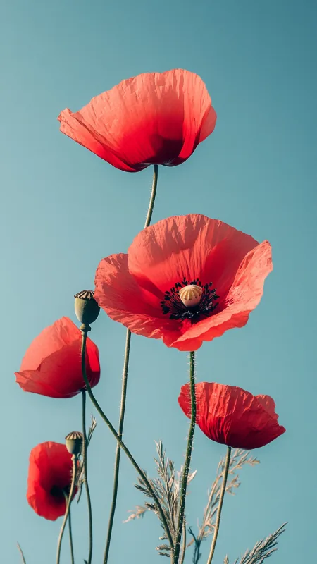Poppy Flower HD Wallpaper