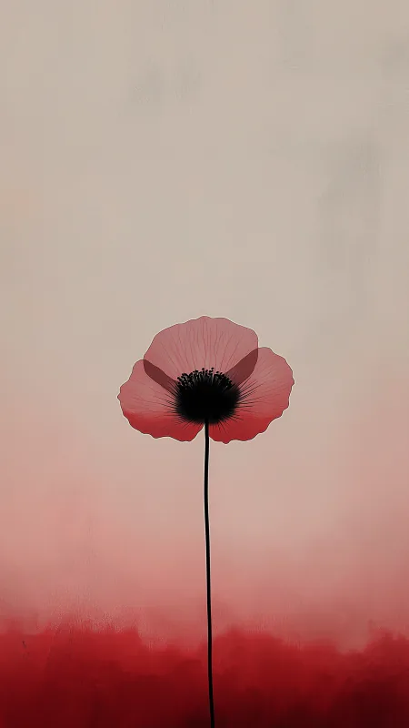 Poppy Flower HD Wallpaper