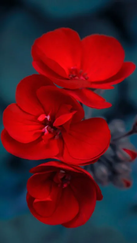 Red Flower HD Wallpaper