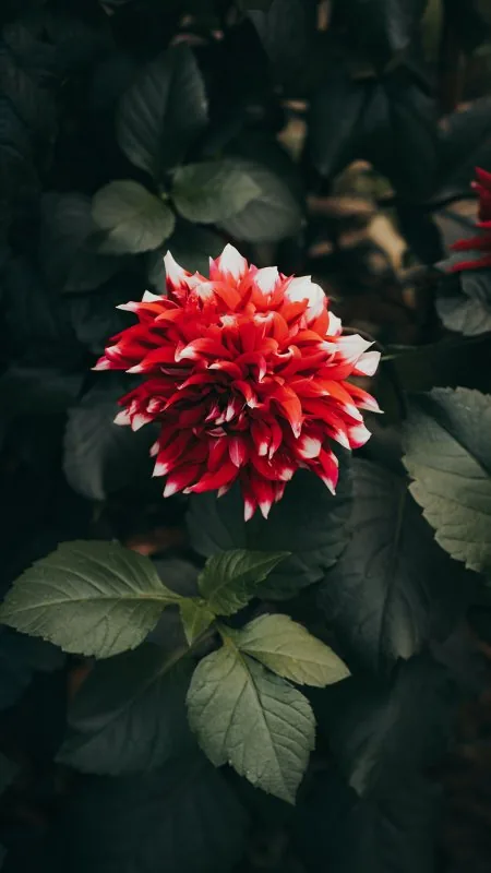 Flowers Red And White Rose Wallpaper