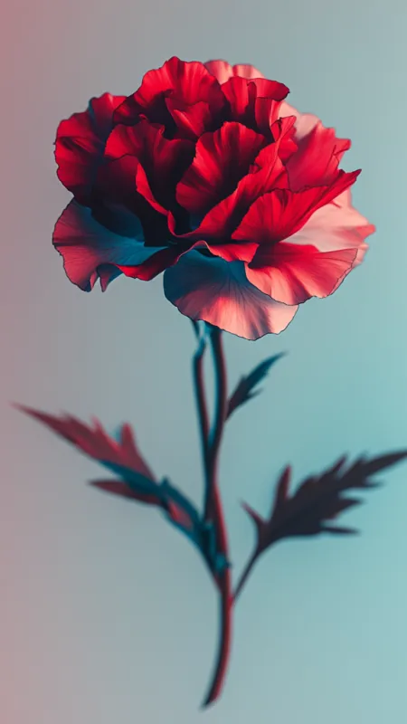 Flowers Red Carnations Roses Wallpaper