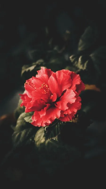 Red Hibiscus Dark Foliage Flowers Wallpaper