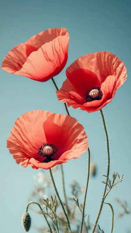 Red Poppy Flowers HD Wallpaper