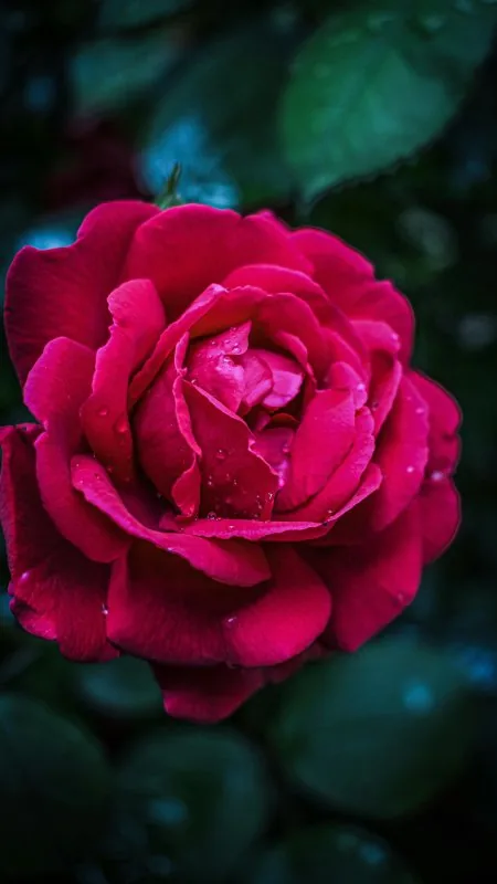 Flowers Red Rose Wallpaper