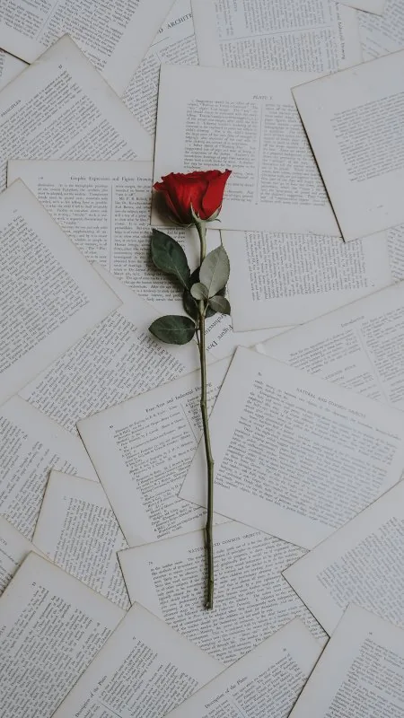 Red Rose Flowers Wallpaper