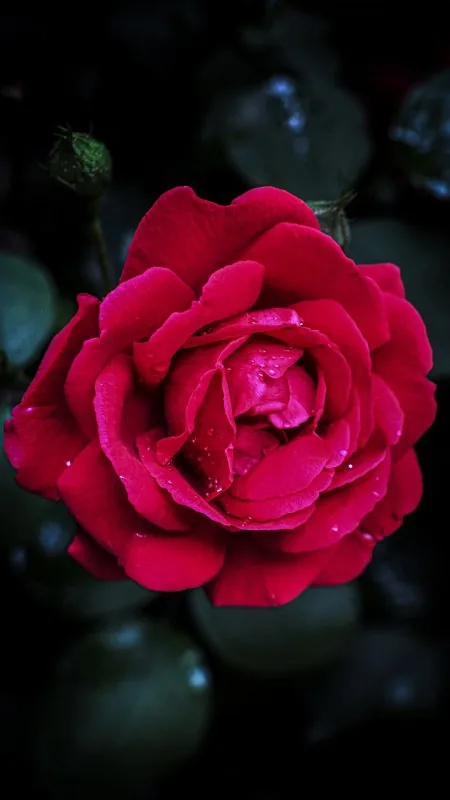 Red Rose HD Flowers Wallpaper
