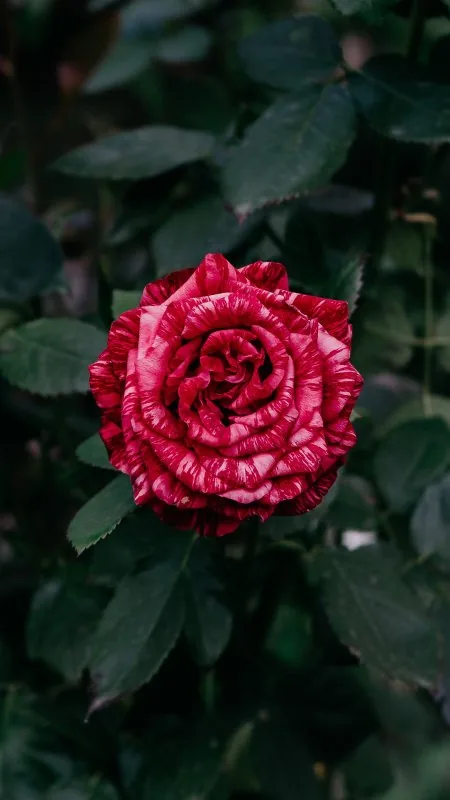 Red Rose HD Flowers Wallpaper
