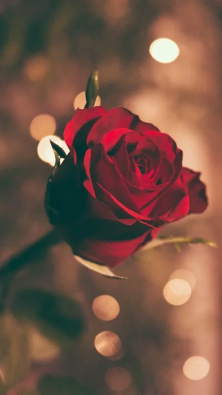 Red Rose HD Flowers Wallpaper