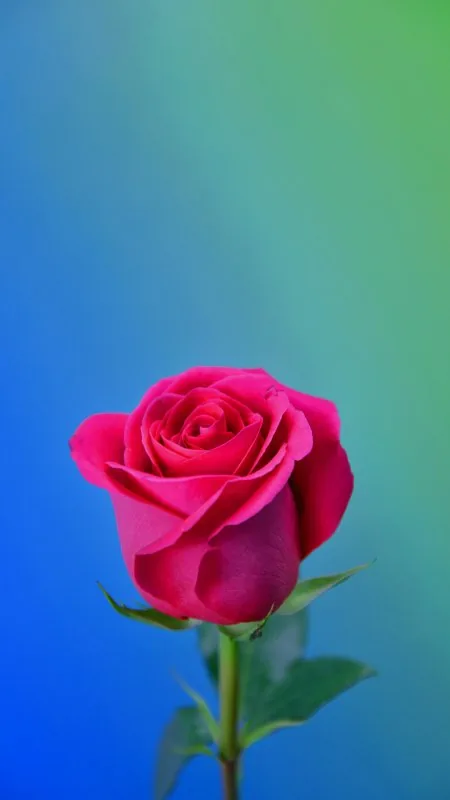 Flowers Red Rose Wallpaper