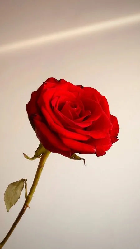 Flowers Red Rose Wallpaper