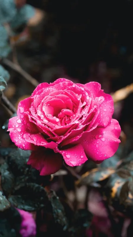 Flowers Red Rose Wallpaper