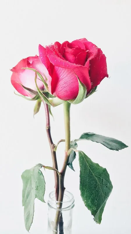 Red Rose HD Flowers Wallpaper