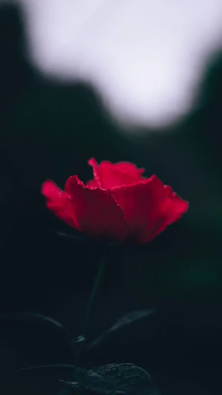 Red Roses Flowers Wallpaper