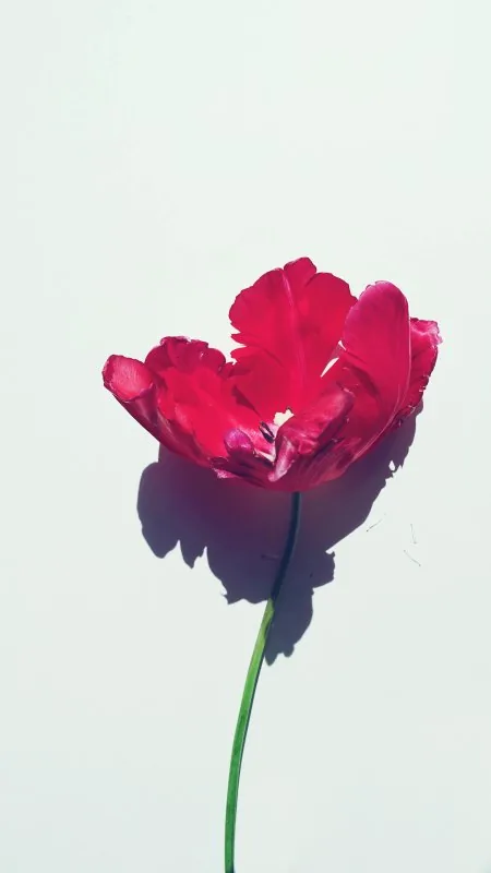 Red Tulip White Minimal Flowers Wallpaper