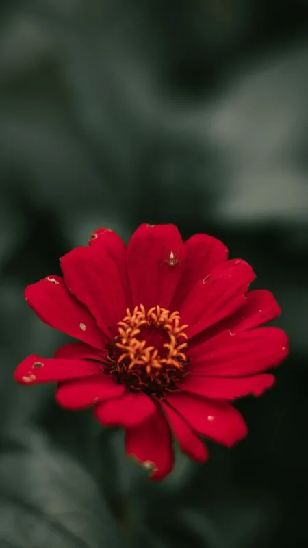Flowers Red Wallpaper