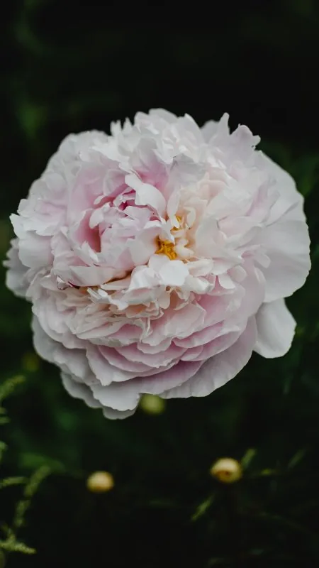 Rose Flowers Wallpaper
