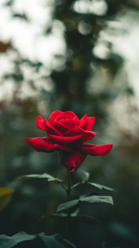 Rose Flower HD Wallpaper