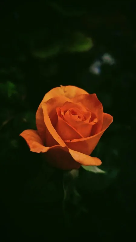Rose Flowers Wallpaper