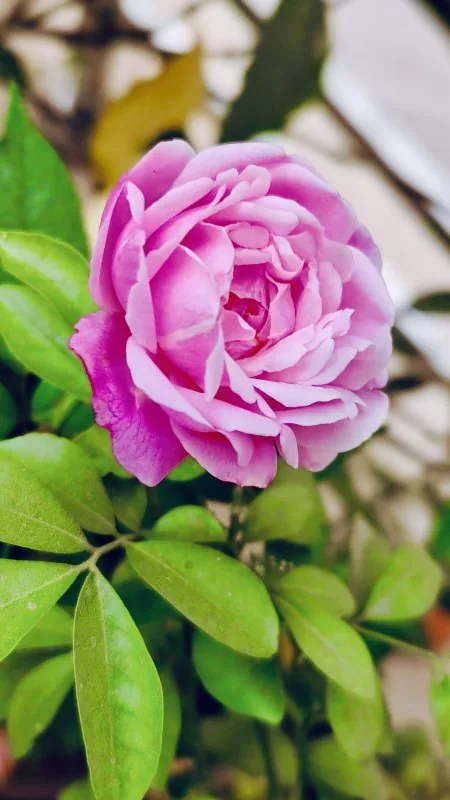 Rose Flower Pink Leaves HD Wallpaper