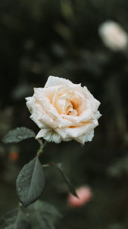 Rose White Drops Dew HD Flowers Wallpaper