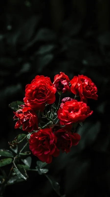 Flowers Rose Wallpaper