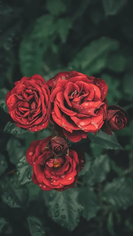 Roses Drops Petals Buds Flowers Wallpaper