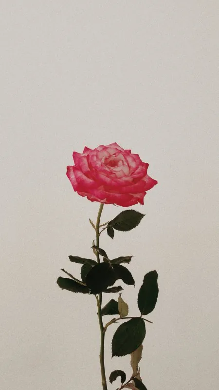 Flowers Roses Wallpaper