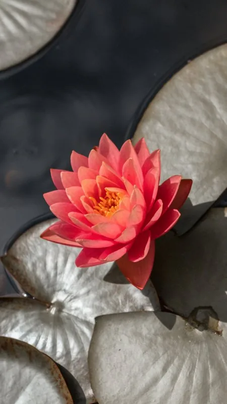 Flowers Sacred Lotus Wallpaper