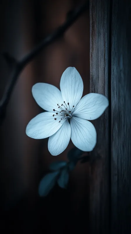 Small White Flower Wallpaper