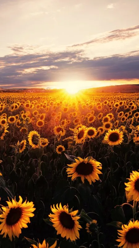 Sunflower HD Flowers Wallpaper