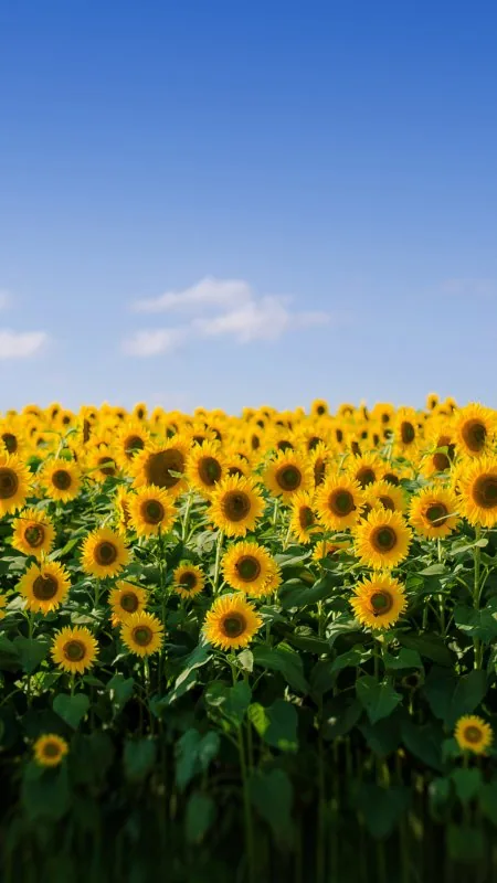 Sunflower Flowers Wallpaper