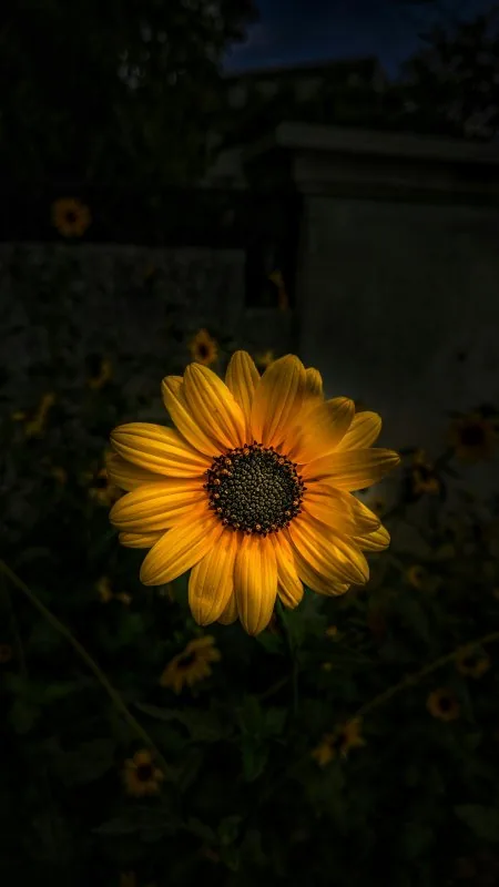 Sunflower Flowers Wallpaper