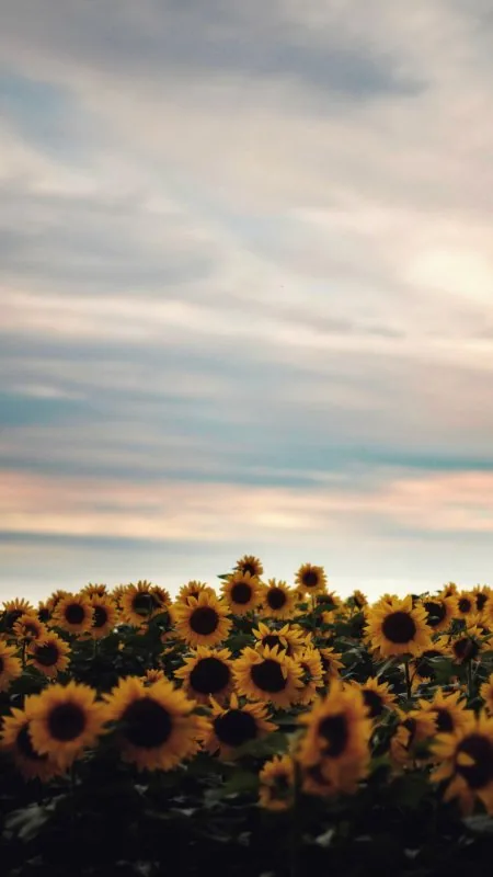 Sunflower Flowers Wallpaper