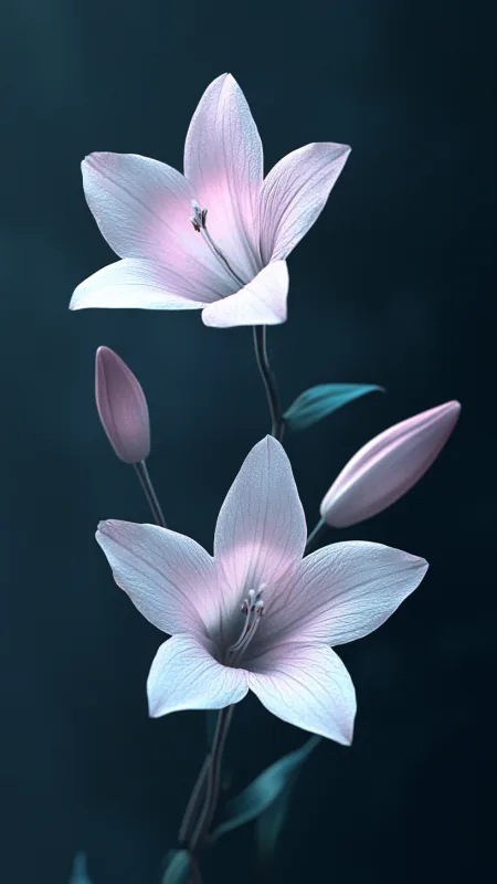 Two Jinia Flowers HD Wallpaper