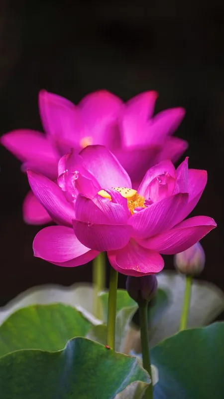 Vivid Pink Lotus Pair Flowers Wallpaper