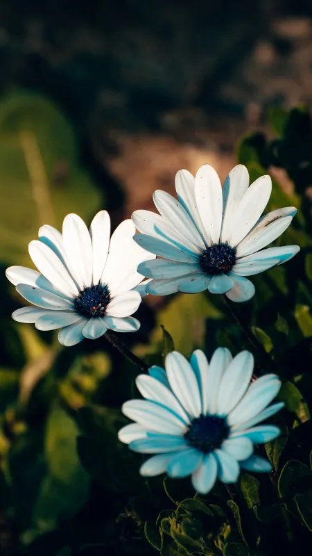 Flowers White Wallpaper