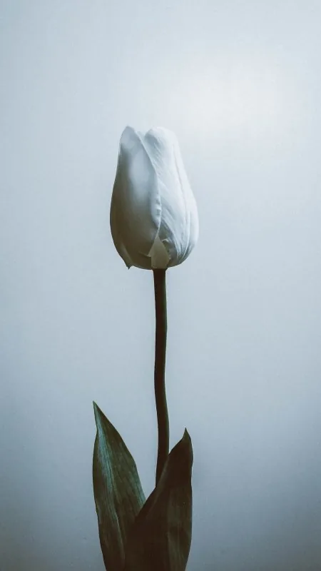 Flowers White Wallpaper
