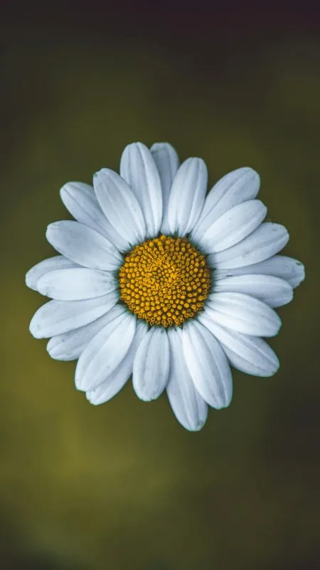 White Flower Wallpaper